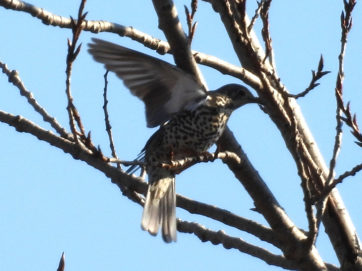 Деряба - ML647625097