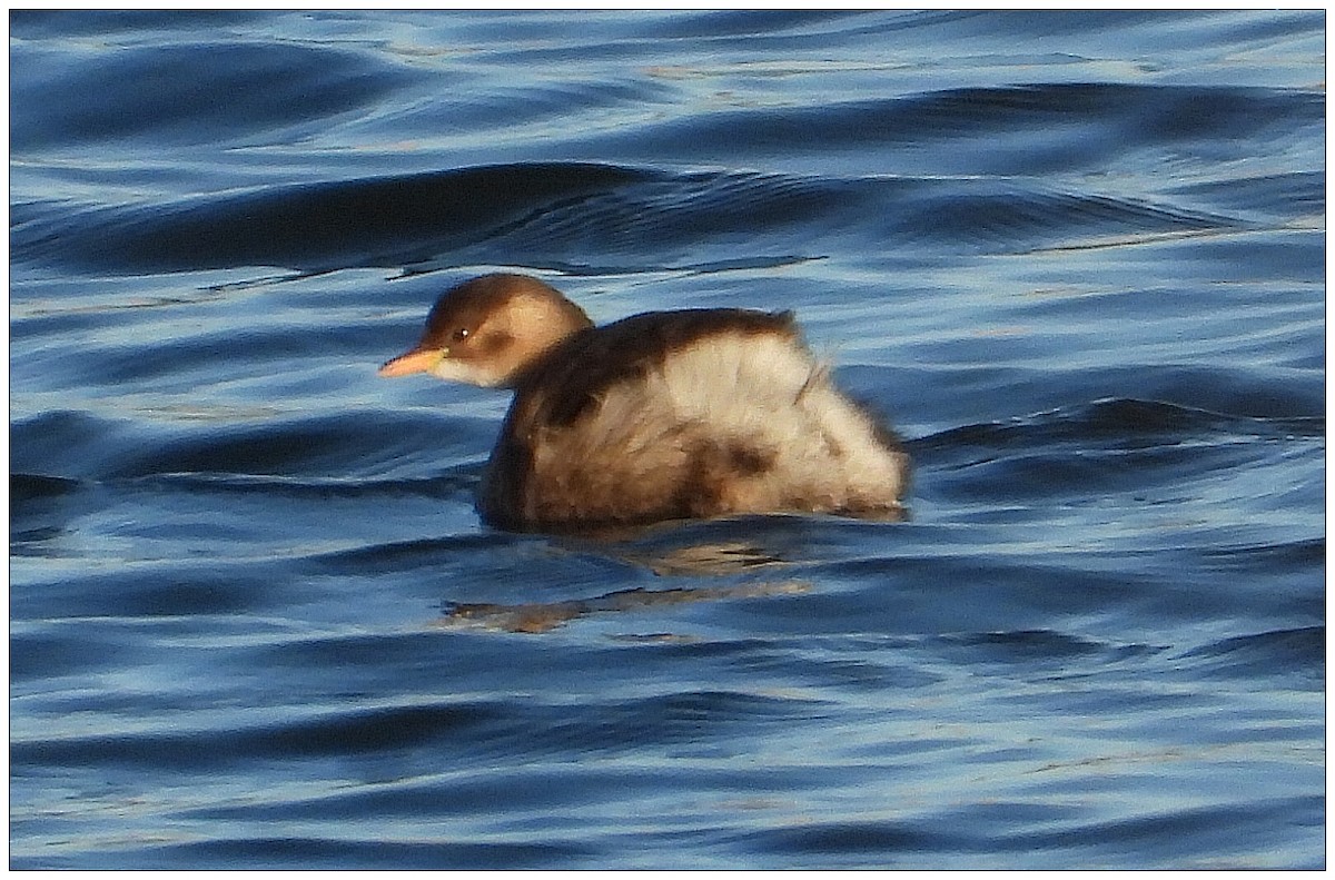 Малая поганка - ML647625098