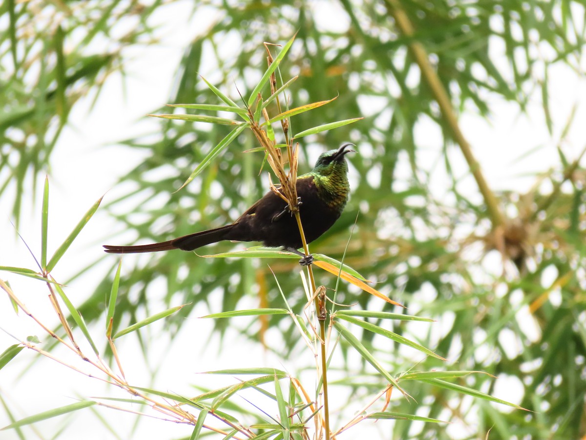 Бронзовая нектарница - ML647625099