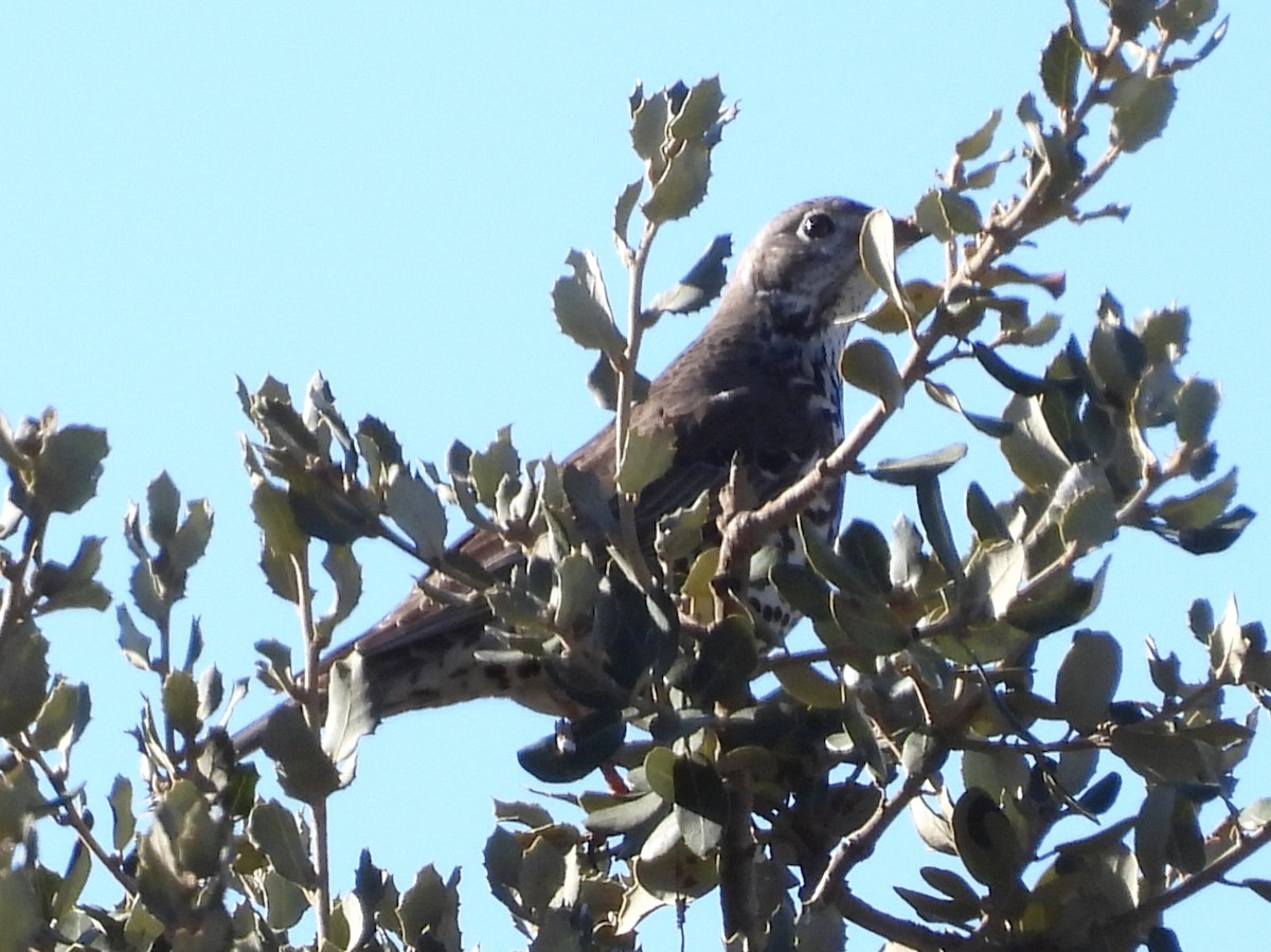 Деряба - ML647625100