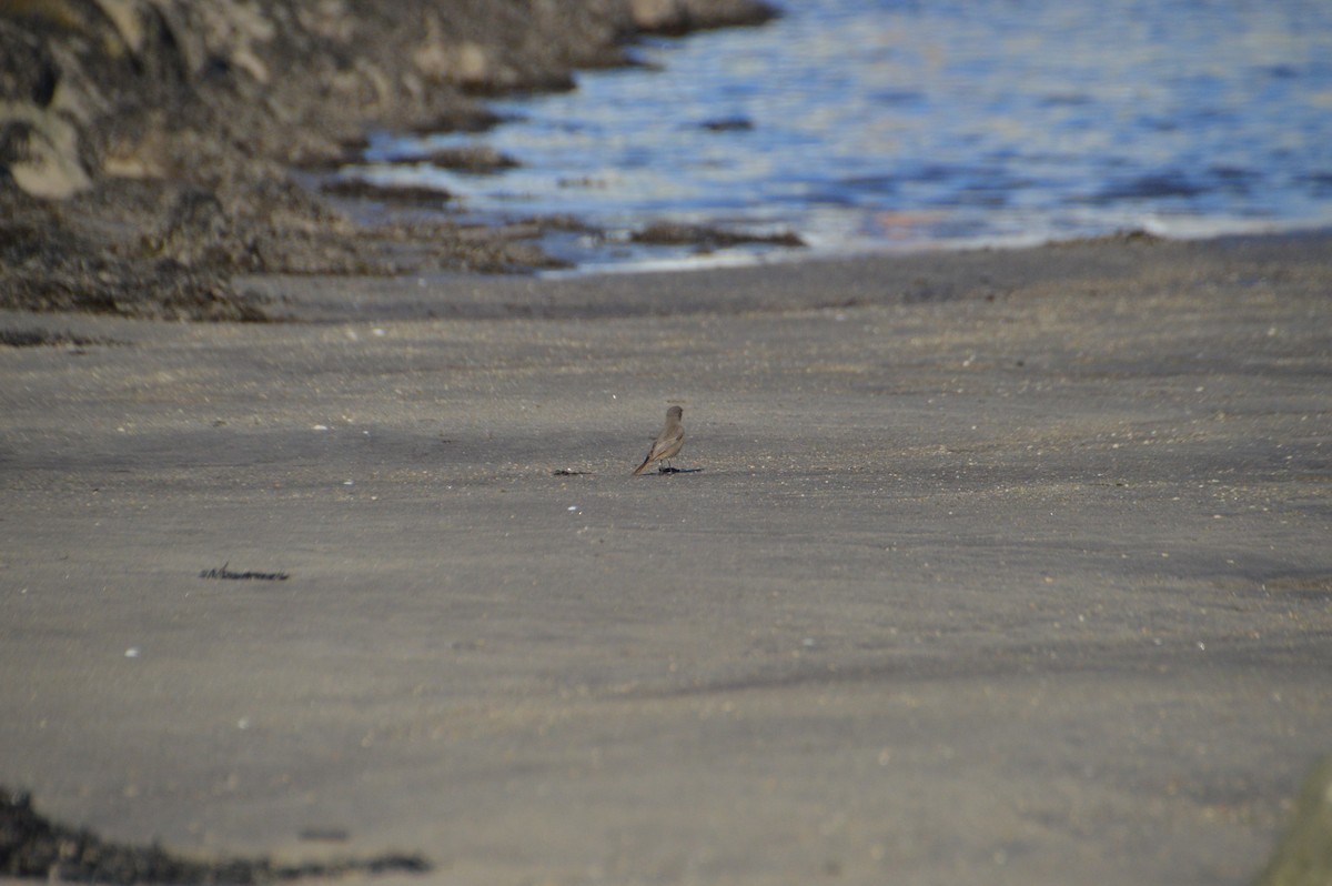 Черная горихвостка - ML647625101