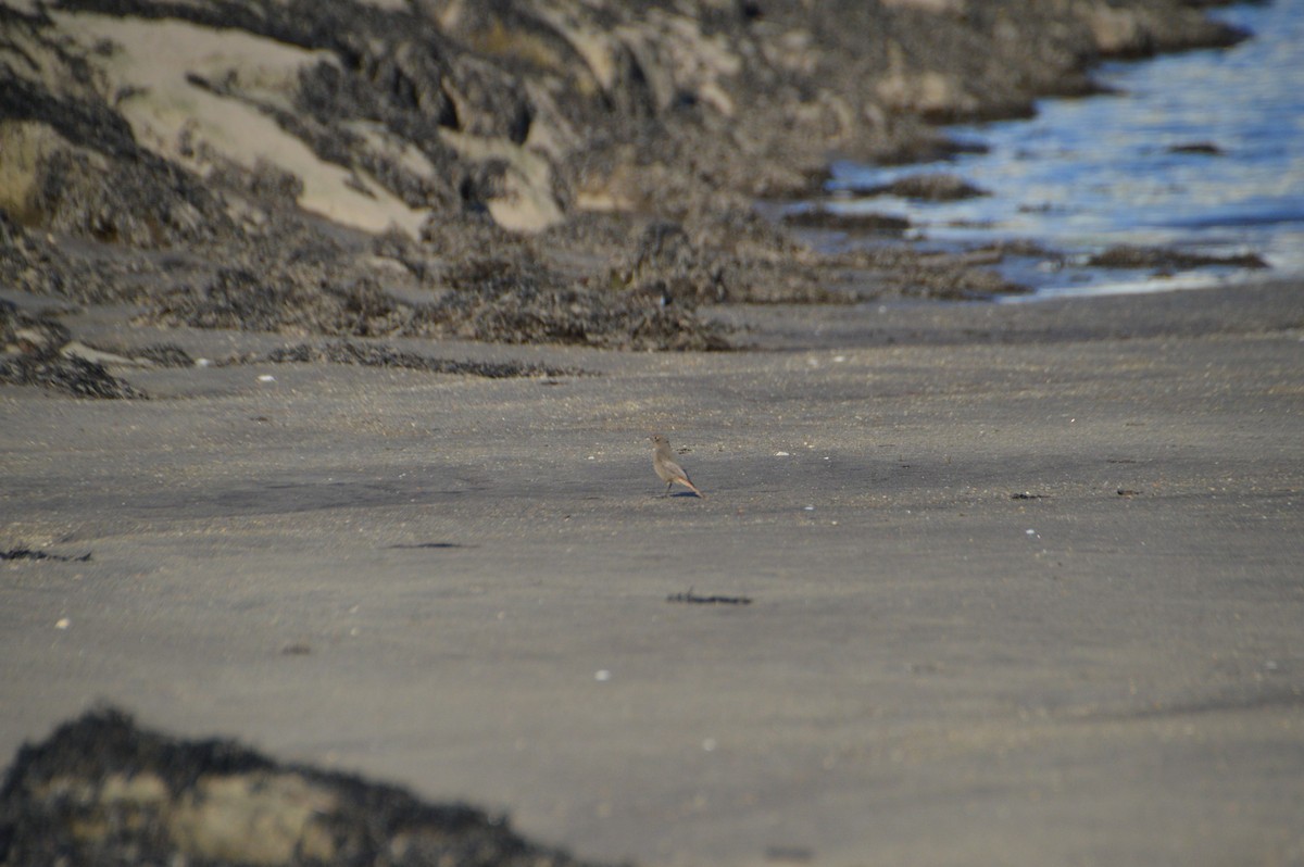 Черная горихвостка - ML647625102