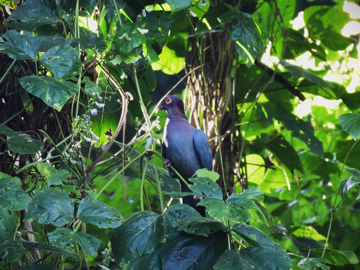 Красношейный голубь - ML647625103