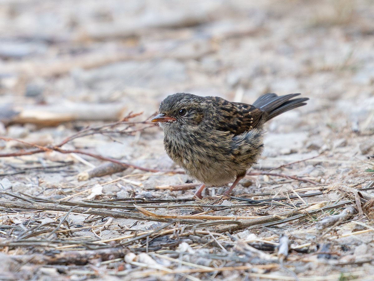 Лесная завирушка - ML647625104