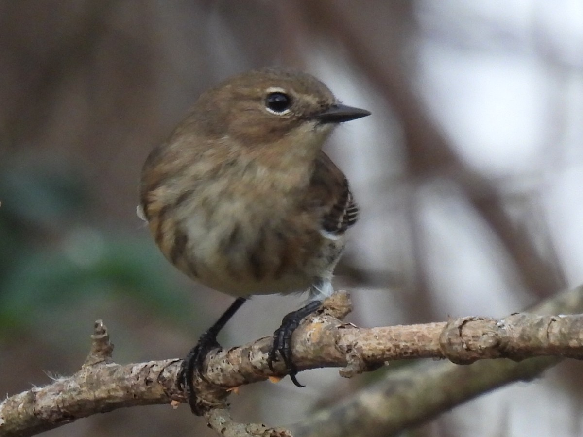 Миртовый певун - ML647625105