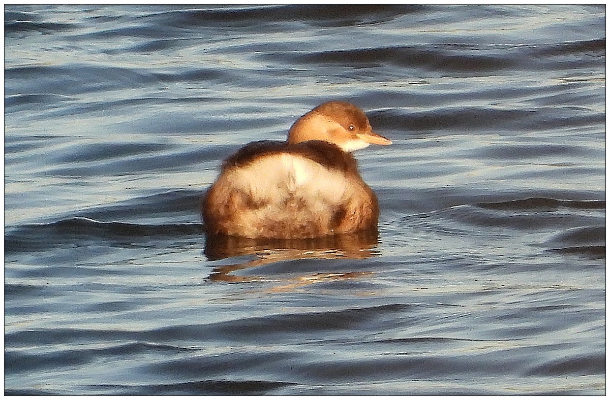 Малая поганка - ML647625107