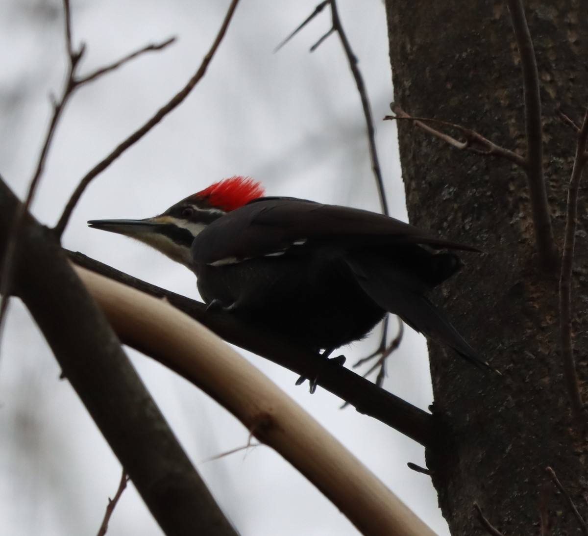 Хохлатая желна - ML647625110