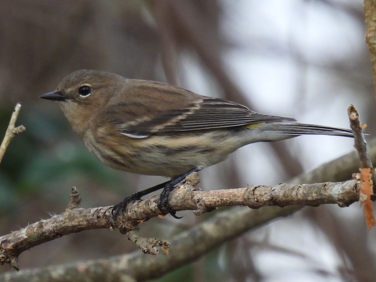 Миртовый певун - ML647625112