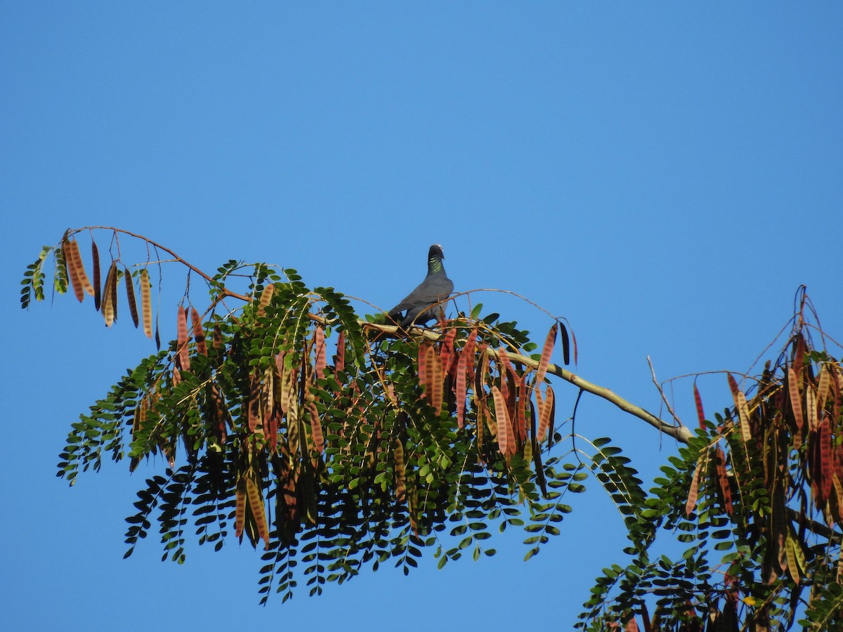 Белошапочный голубь - ML647625118