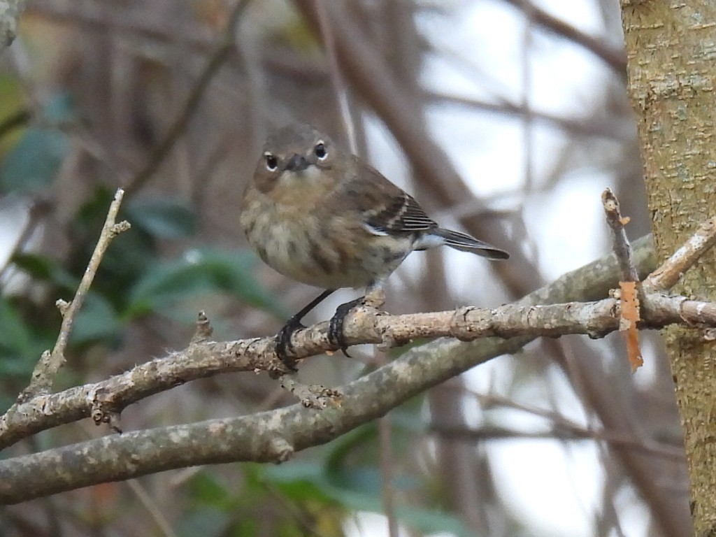 Миртовый певун - ML647625125