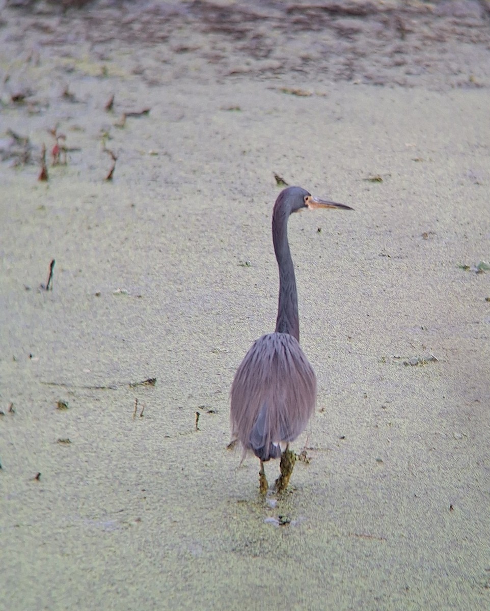 Tricolored Heron - ML647625155