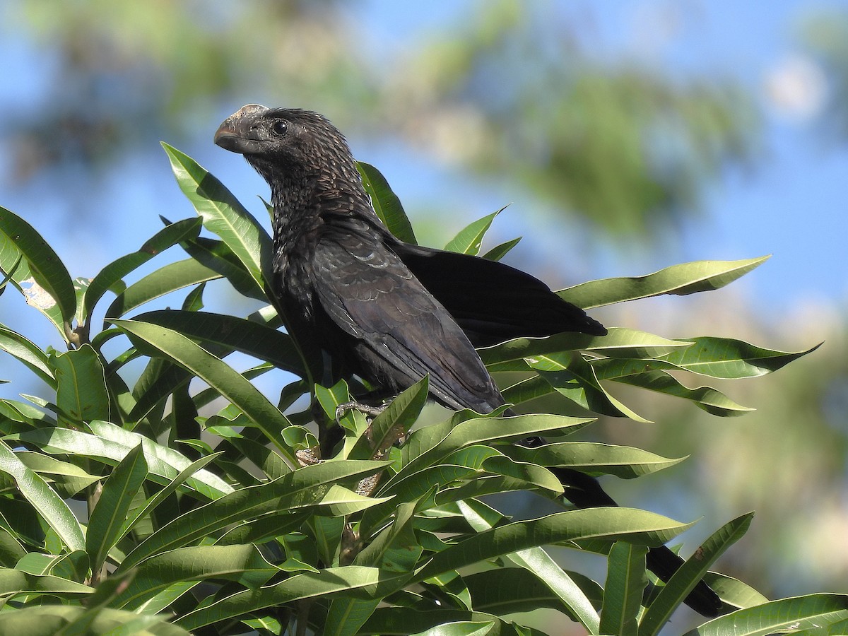 Smooth-billed Ani - ML647625162