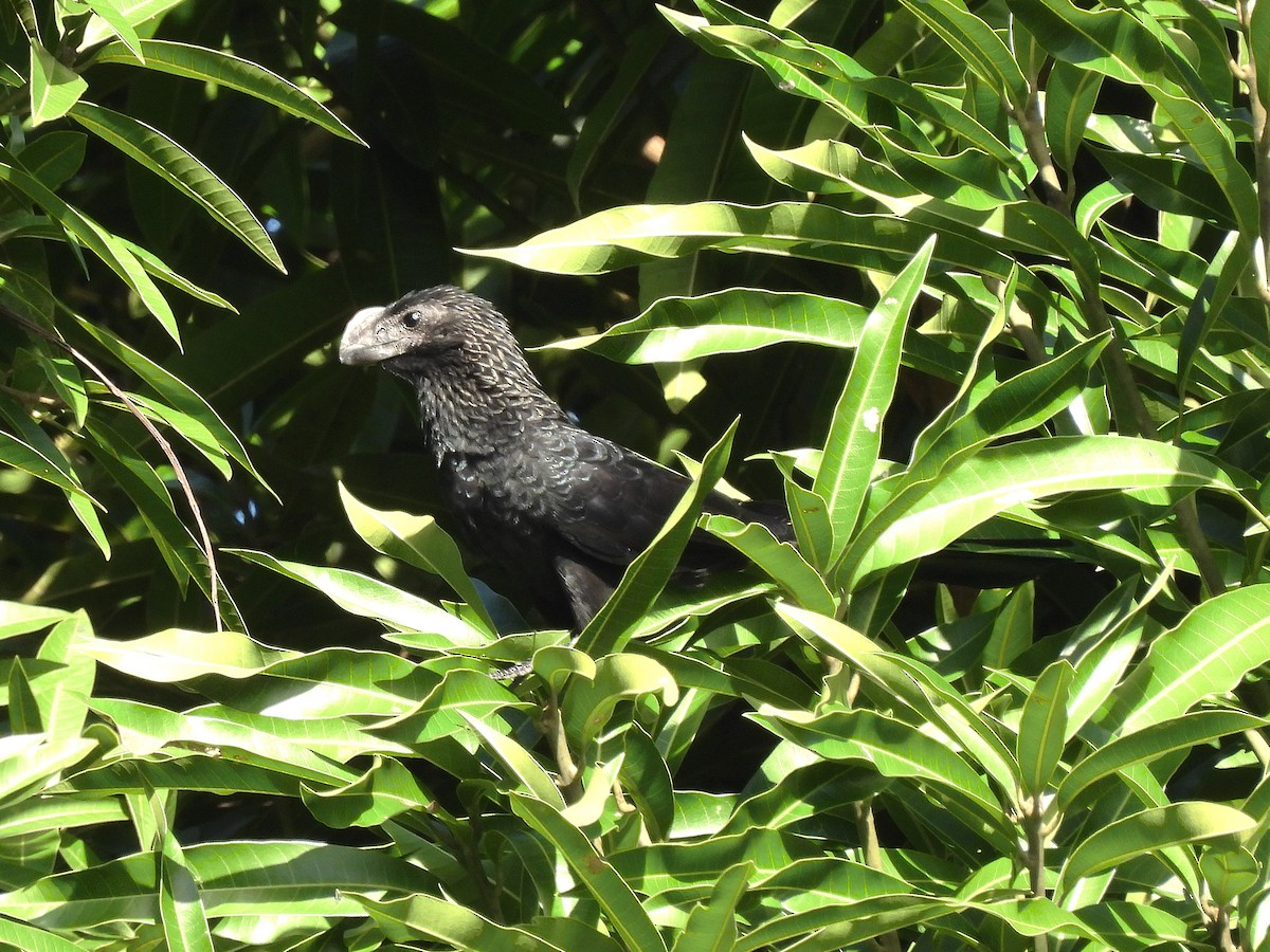 Smooth-billed Ani - ML647625168