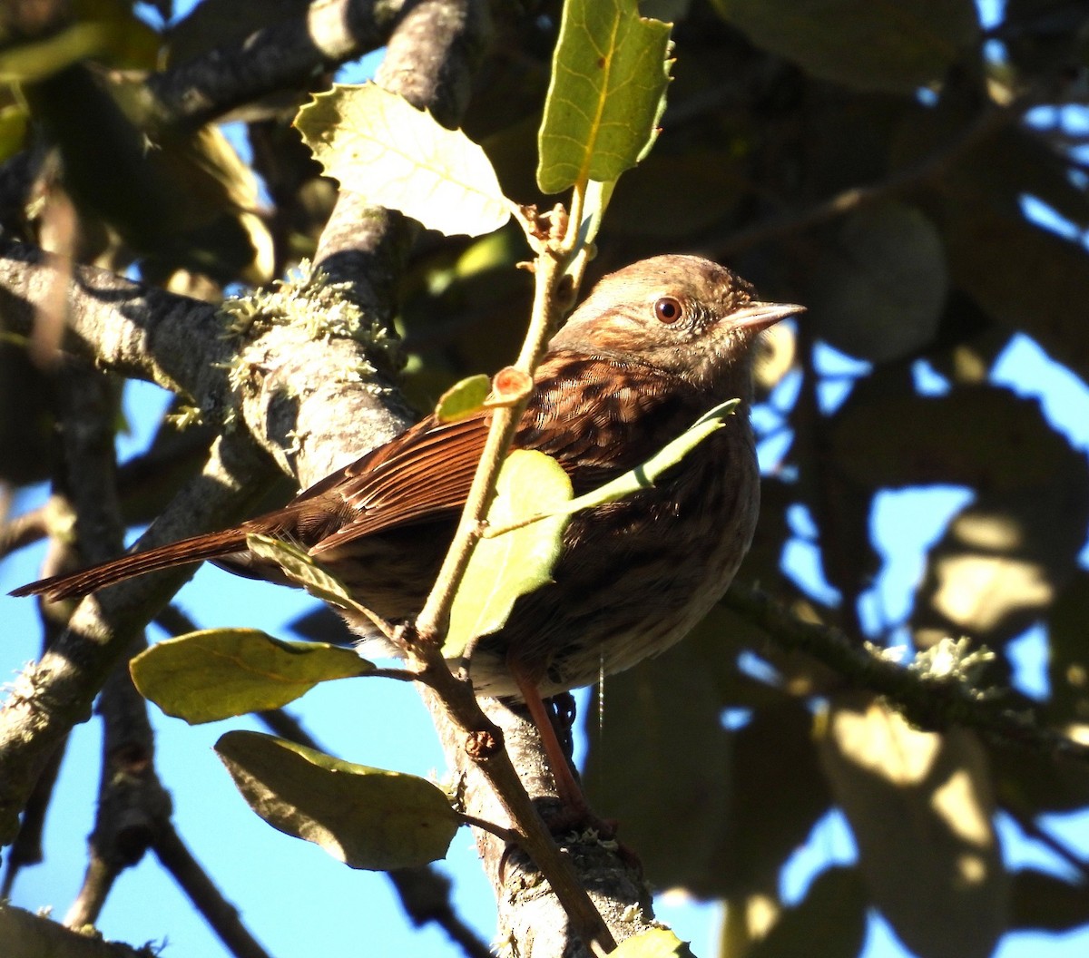 Accenteur mouchet - ML647625169