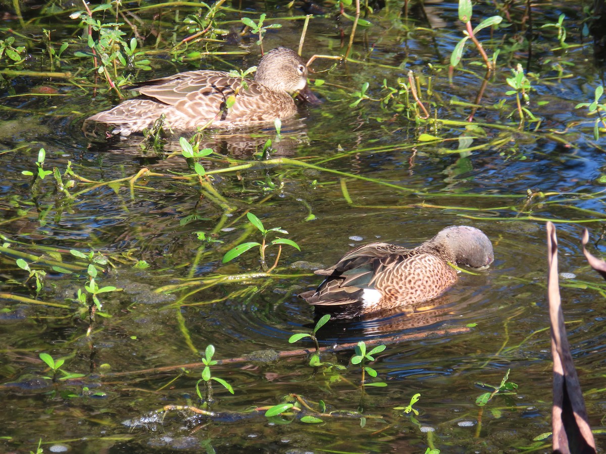 Zertzeta hegalurdina - ML647625174