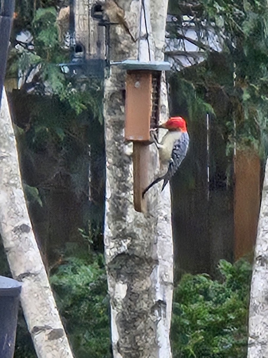 Carolinaspecht - ML647625204