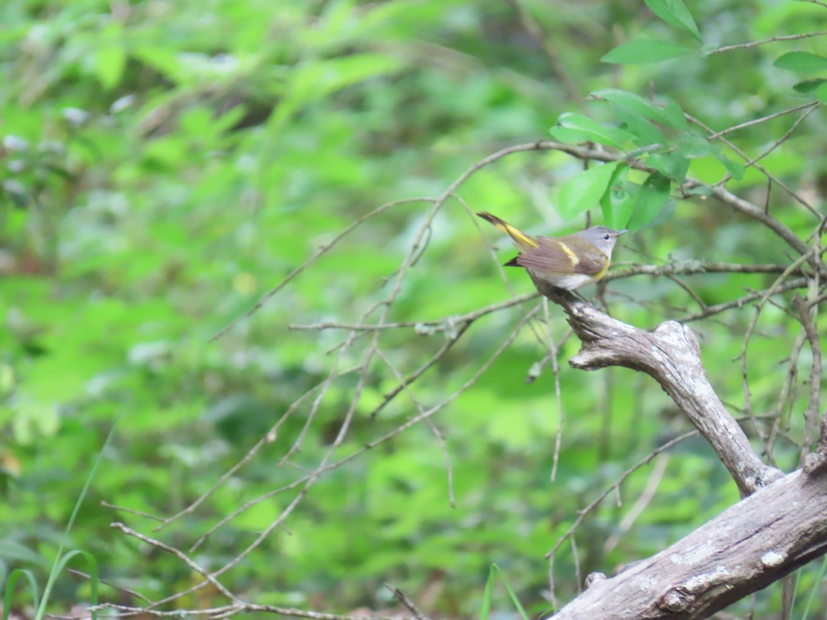 Kızıl Kuyruklu Ötleğen - ML647625208