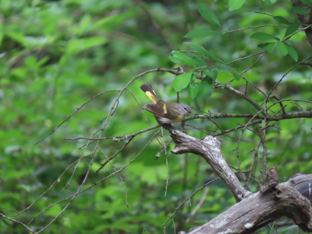 Kızıl Kuyruklu Ötleğen - ML647625209