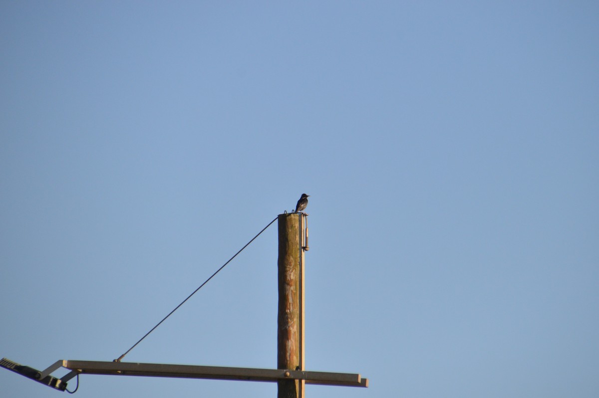 Étourneau unicolore - ML647625214