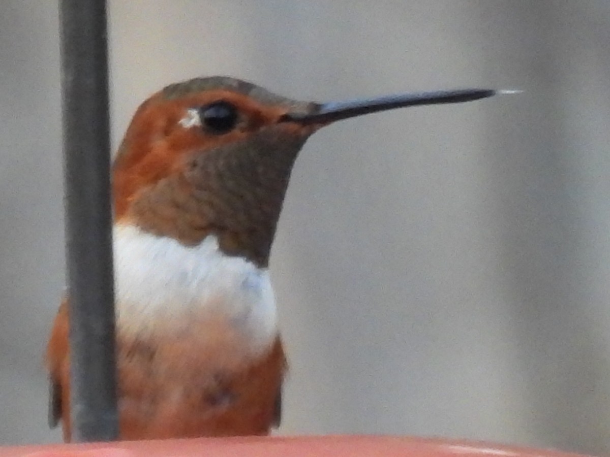 Rufous Hummingbird - ML647625218