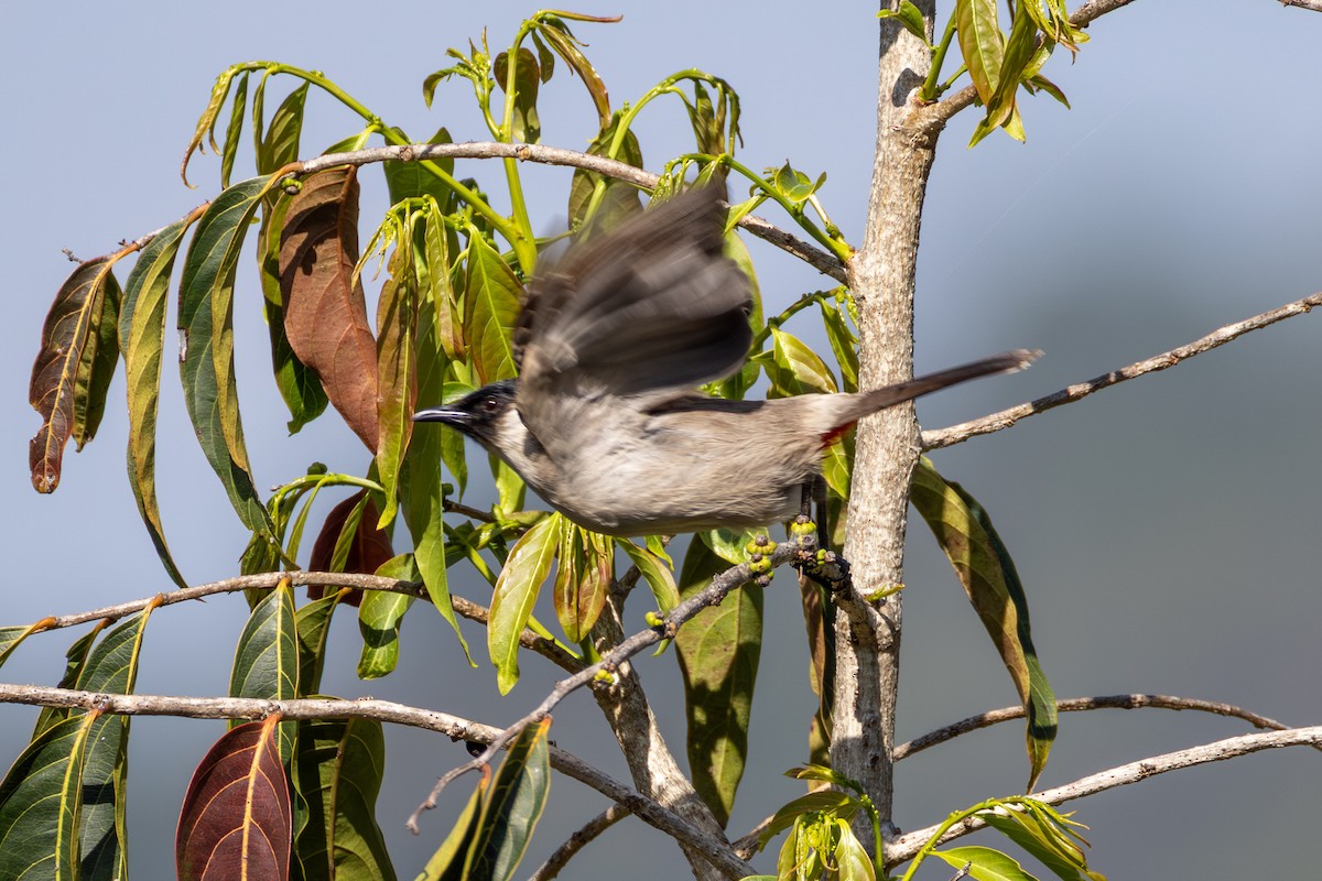 Sooty-headed Bulbul - ML647625228