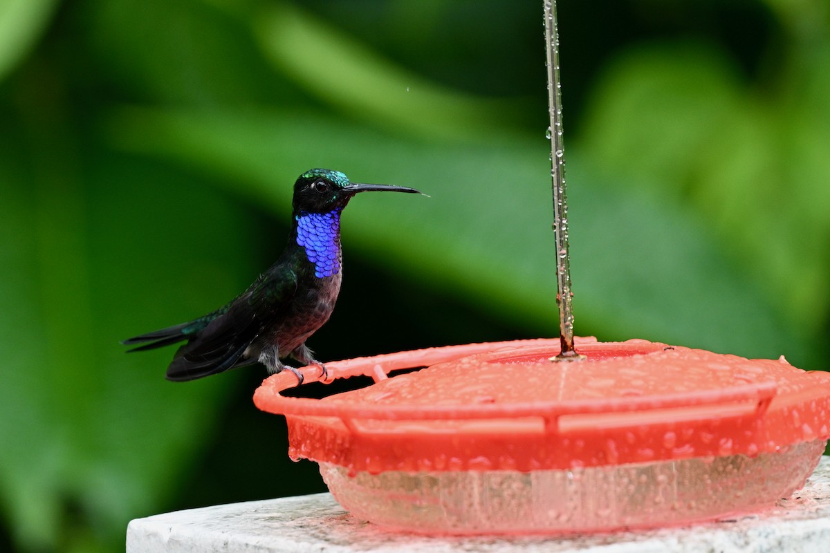 Napo Sabrewing - ML647625262