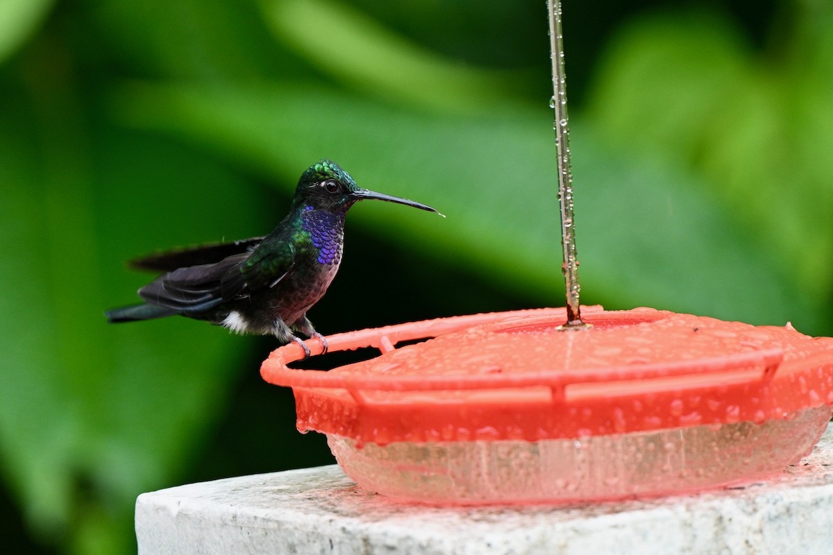 Napo Sabrewing - ML647625265