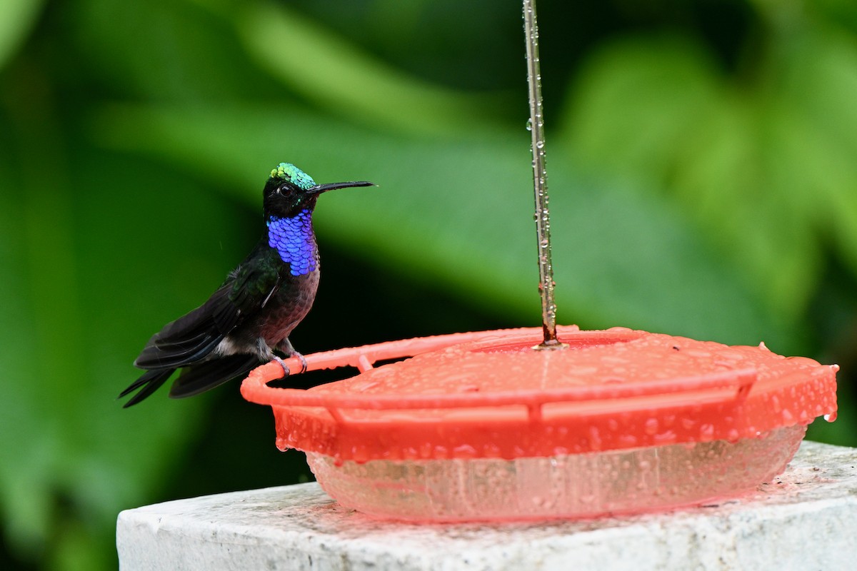 Napo Sabrewing - ML647625266