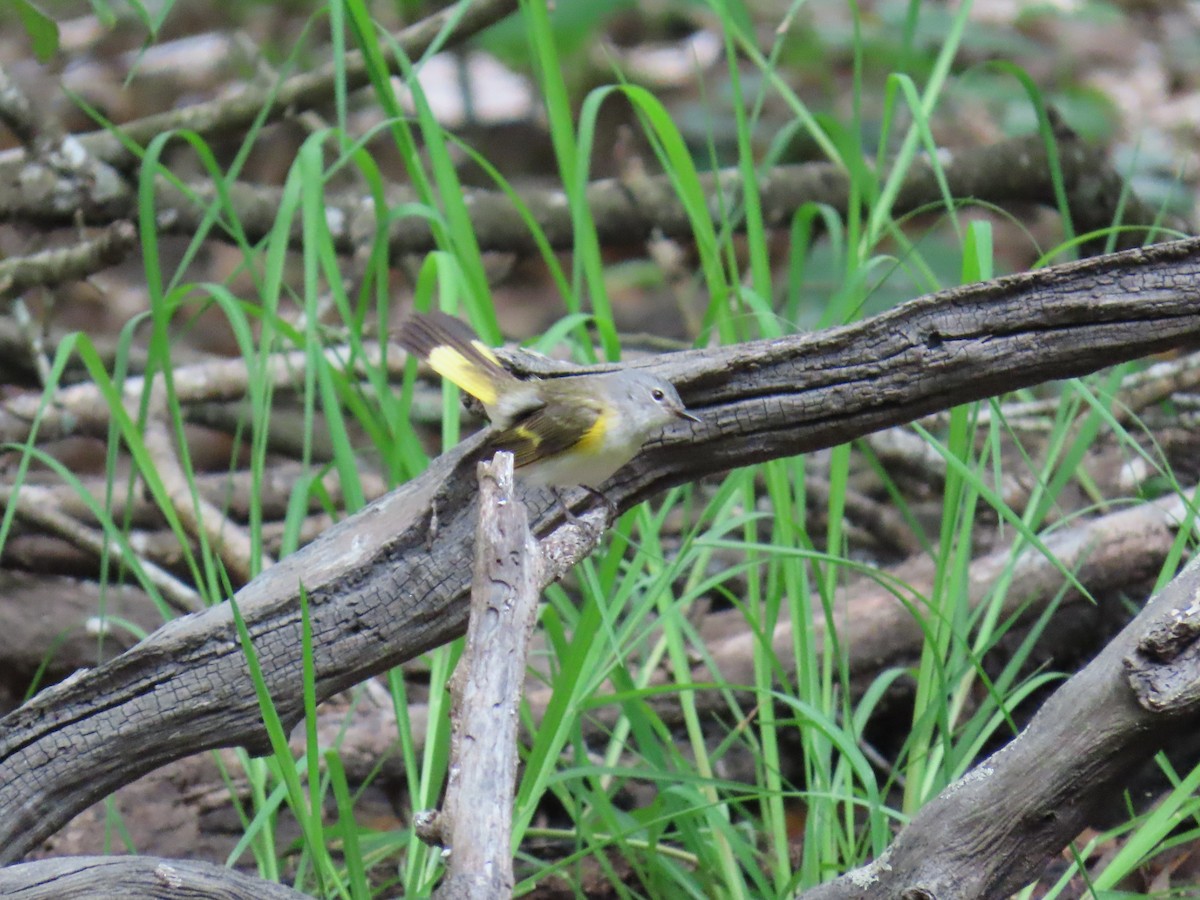 Kızıl Kuyruklu Ötleğen - ML647625274