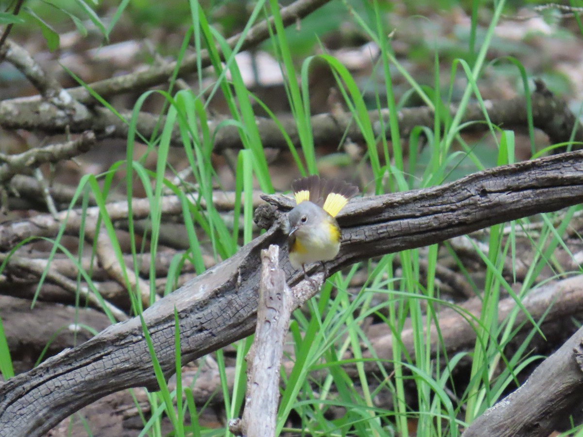 Kızıl Kuyruklu Ötleğen - ML647625275