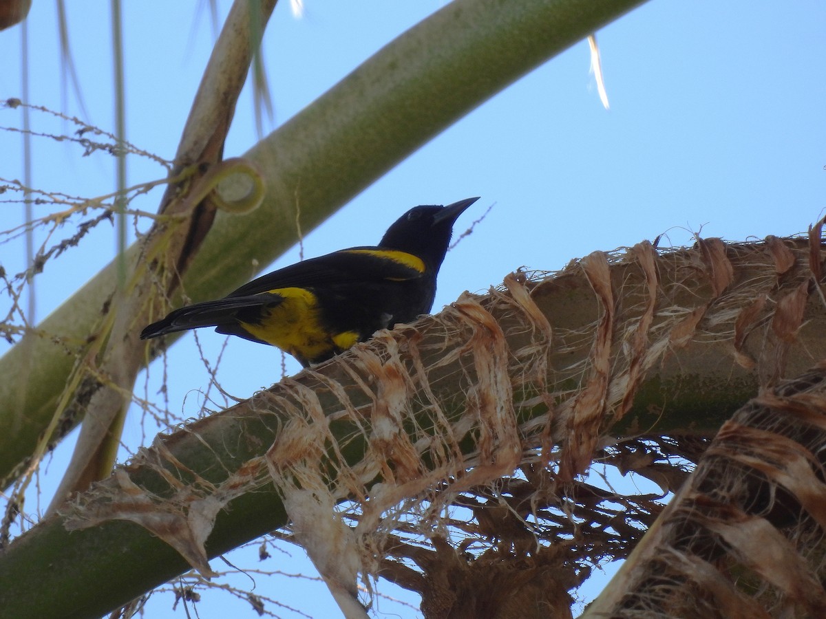 Porto Riko Turpiyali - ML647625348