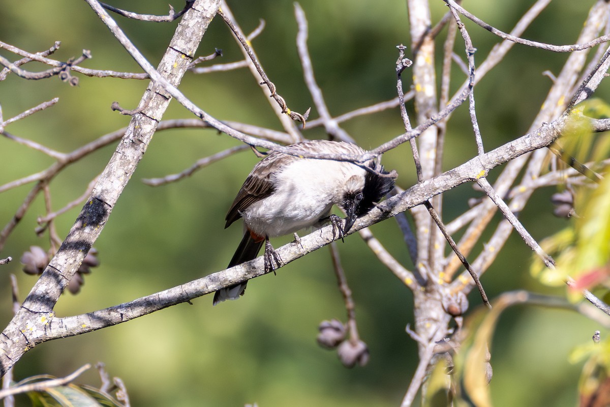 Sooty-headed Bulbul - ML647625355