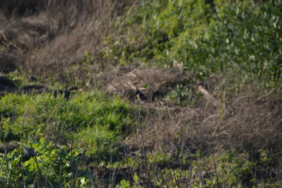 European Stonechat - ML647625361
