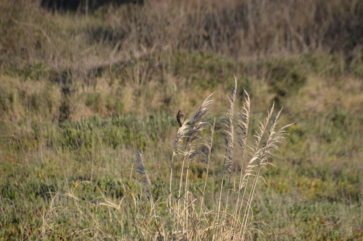 European Stonechat - ML647625362