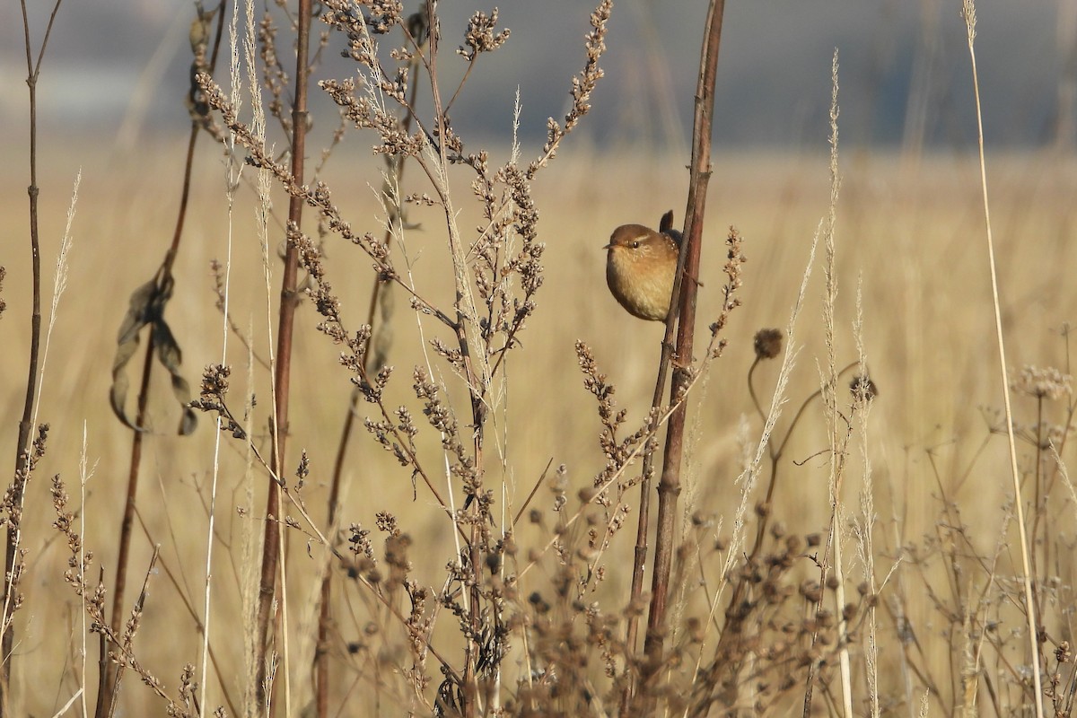 ミソサザイ - ML647625364