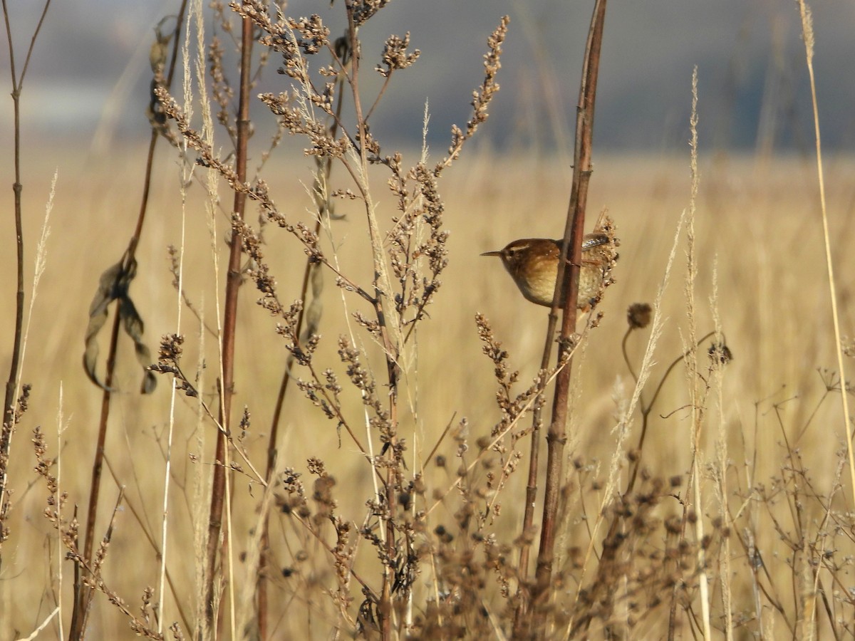 ミソサザイ - ML647625365