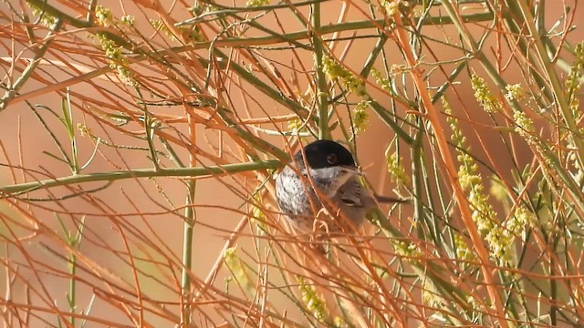 キプロスムシクイ - ML647625394