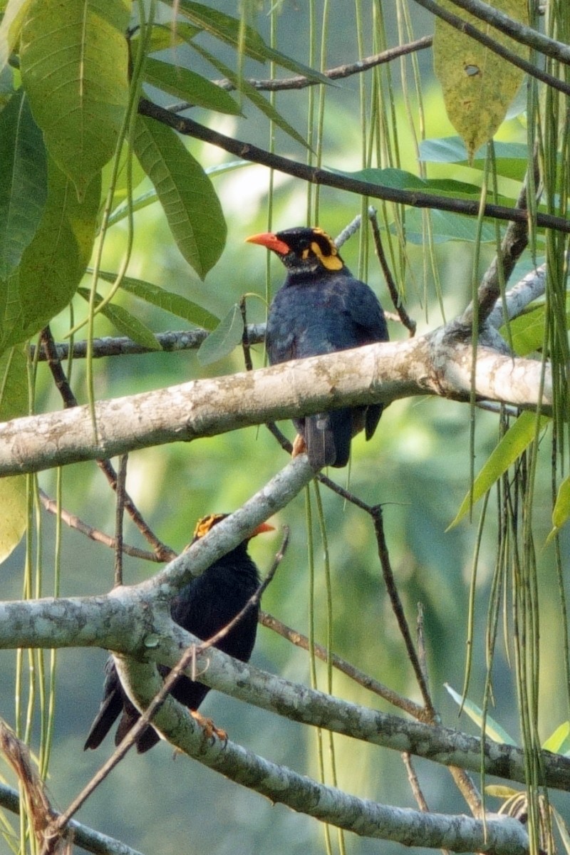 loskuták jižní - ML647625396