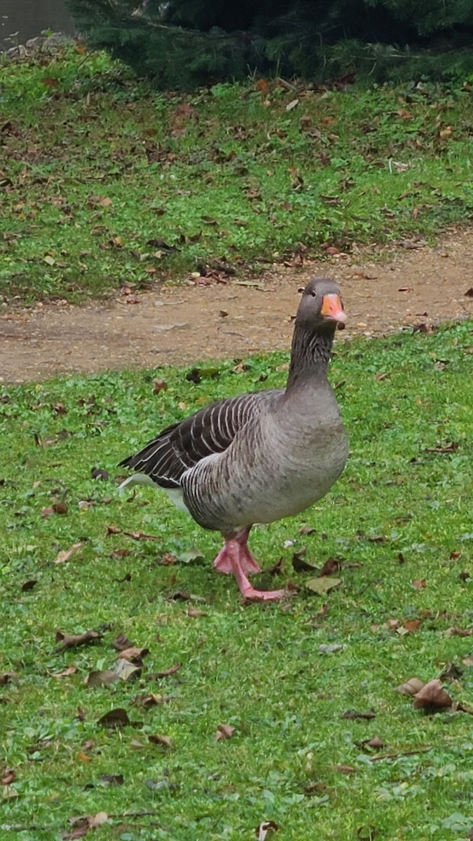 Oie cendrée - ML647625402