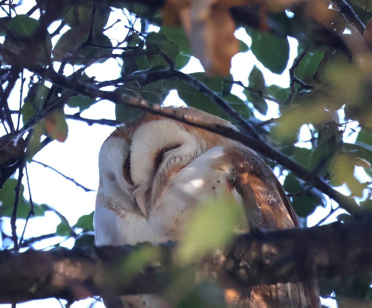 Lechuza Común Americana - ML647625410