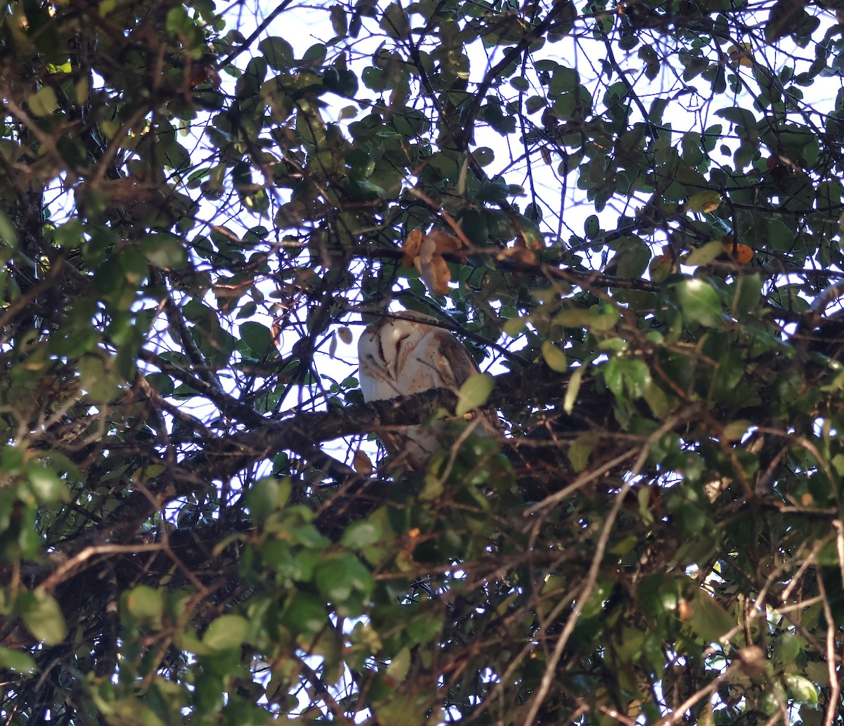 Lechuza Común Americana - ML647625411