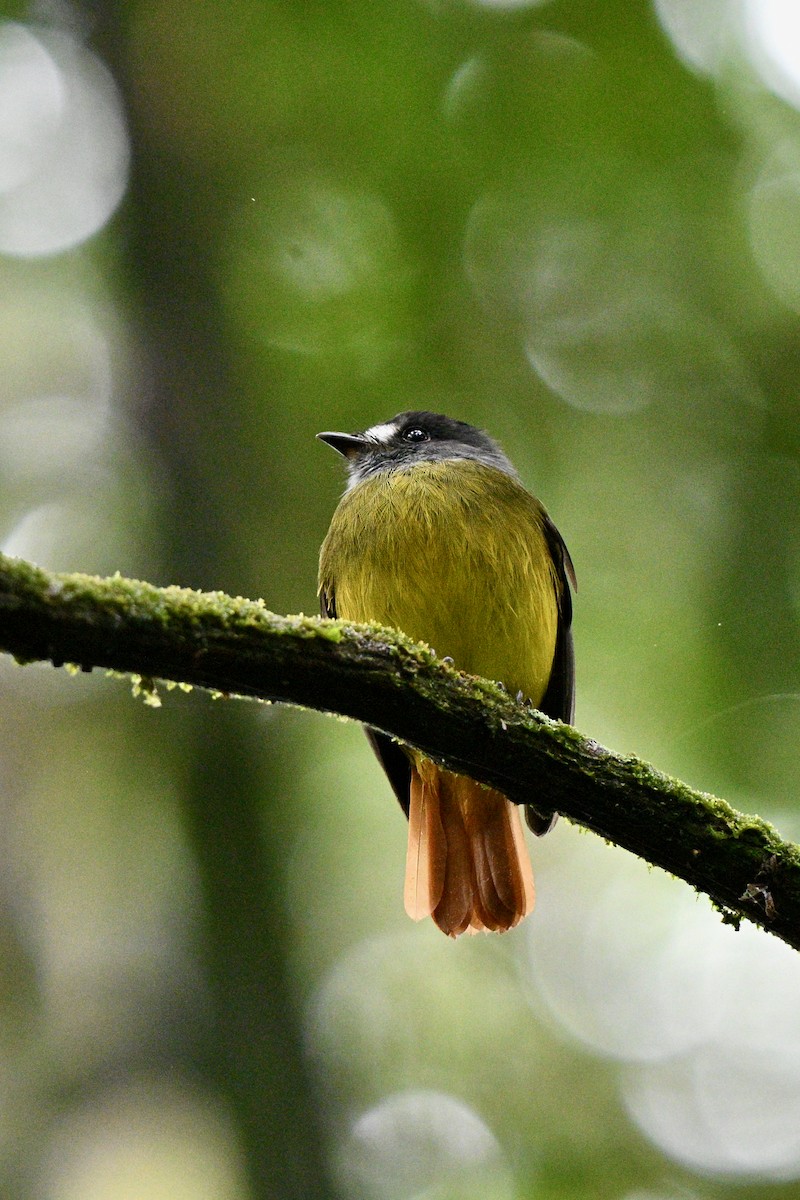 Ornate Flycatcher - ML647625412