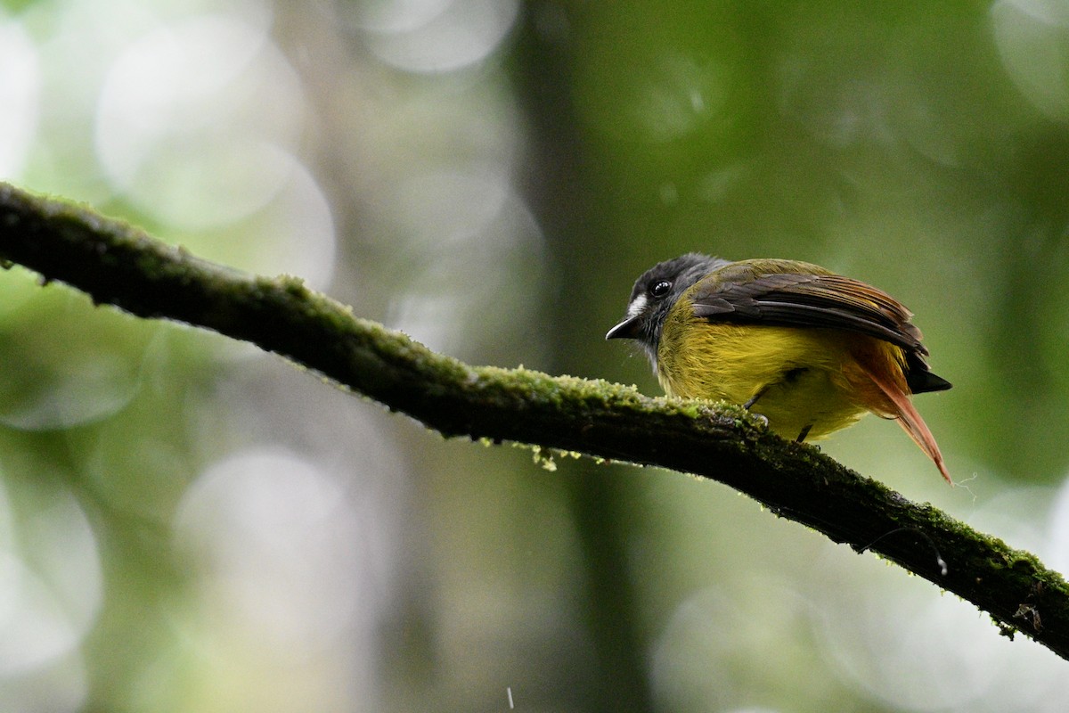 キゴシタイランチョウ - ML647625414