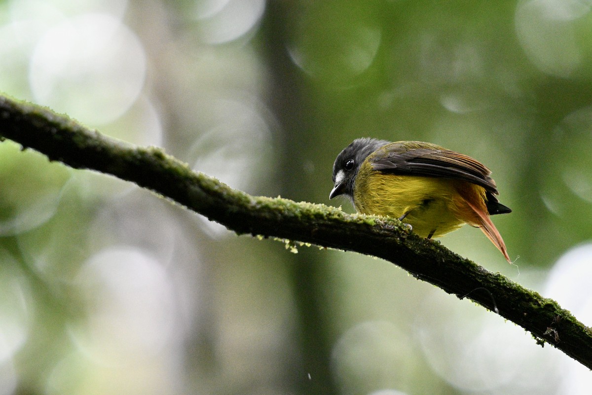 Ornate Flycatcher - ML647625415
