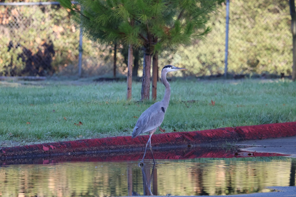 Garza Azulada - ML647625456