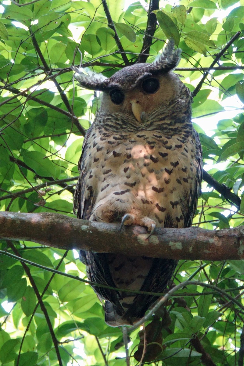 ネパールワシミミズク - ML647625480