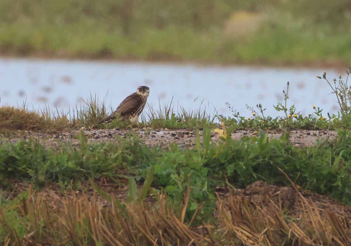 コチョウゲンボウ - ML647625481