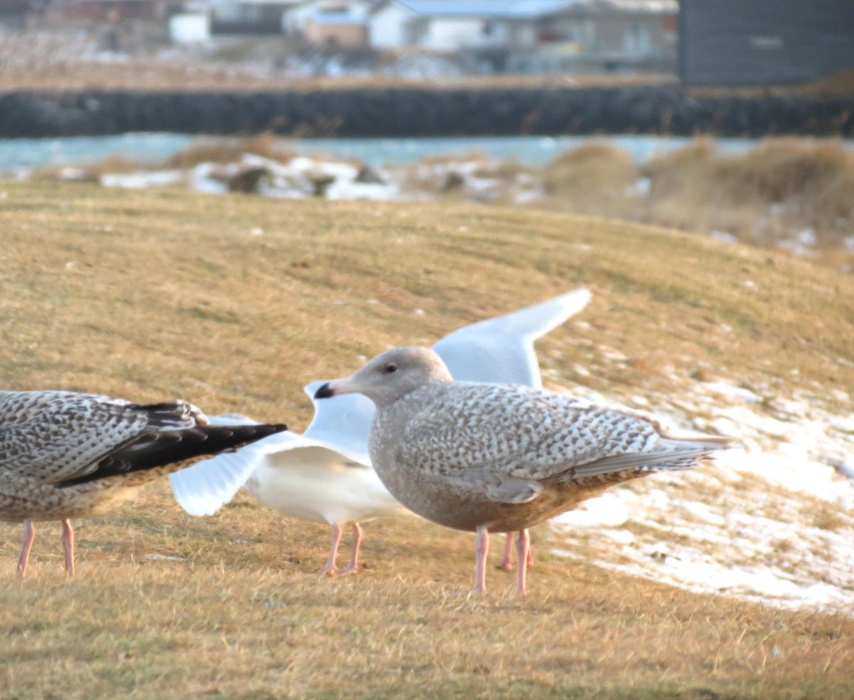 シロカモメ - ML647625482