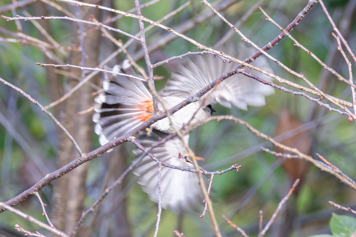 コシジロヒヨドリ - ML647625483