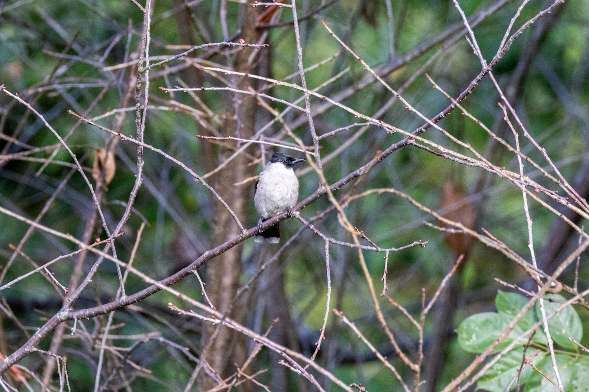 コシジロヒヨドリ - ML647625484